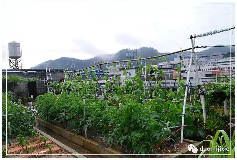 聽說了嗎，多米居然開始搞副業(yè)了？