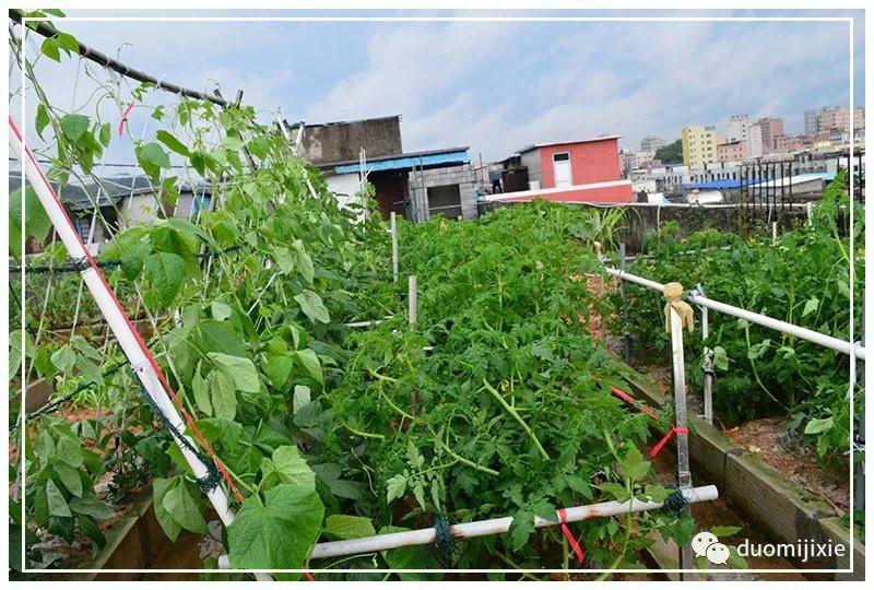 聽說了嗎，多米居然開始搞副業(yè)了？