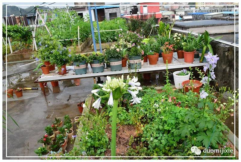 聽說了嗎，多米居然開始搞副業(yè)了？